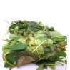 Tasty Frozen Utazi Leaves 300g x 40