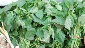 Fresh Bitter Leaves