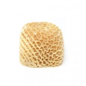 Honeycomb Tripe (Saki)