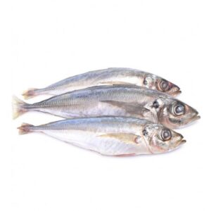 Horse Mackerel (Thomson)