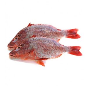 Red Bream Fish Headless