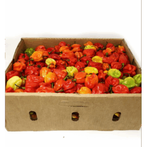 Frozen Scotch Bonnet - Ata Rodo (Premium)
