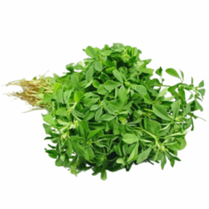 Fresh Water Leaf Box