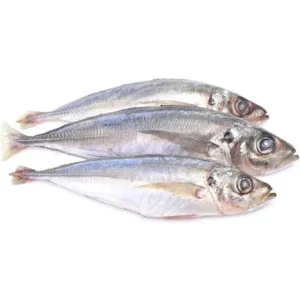 Horse Mackerel Box 20kg