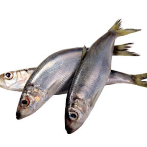 Herring (Shawa) Fish 28kg Box